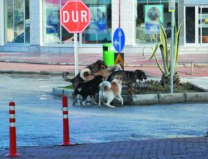 Gazipaşa’da vatandaşlar başıboş köpeklerden şikayetçi