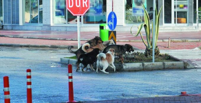 Gazipaşa’da vatandaşlar başıboş köpeklerden şikayetçi