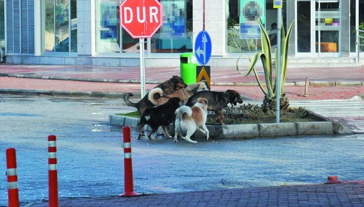 Gazipaşa’da vatandaşlar başıboş köpeklerden şikayetçi