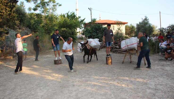 Eşeğe saman balyası yüklemek için kıyasıya yarıştılar