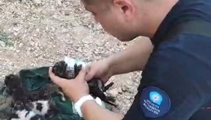 Dumandan etkilenen yavru kediyi kalp masajı ve suni teneffüsle hayata döndürdü