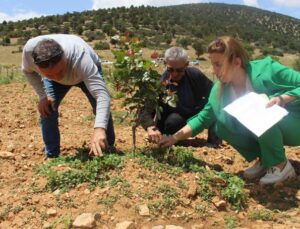 Büyükşehir’in Antep fıstığı fidanları yüz güldürdü