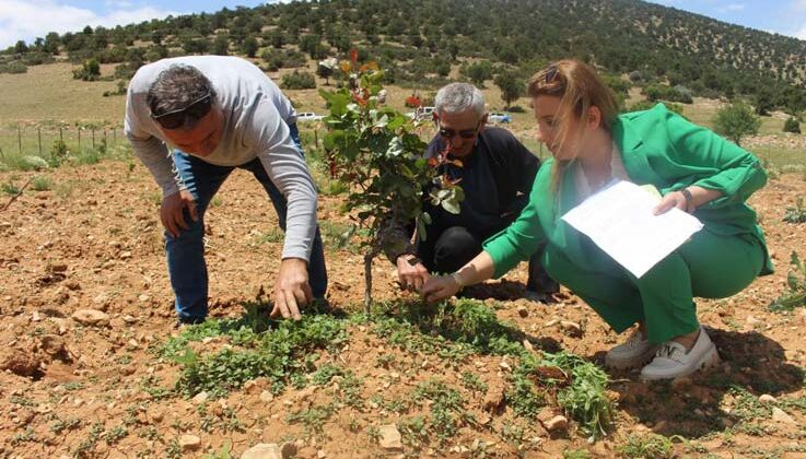 Büyükşehir’in Antep fıstığı fidanları yüz güldürdü