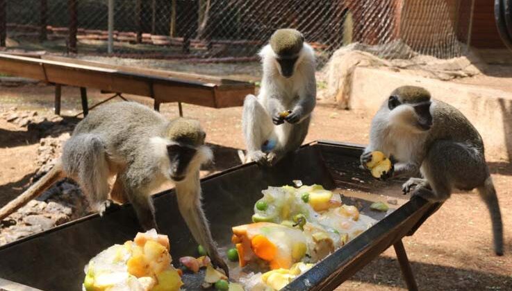 Kavurucu sıcakta maymunlar özel buzlu meyve kokteyliyle, boz ayı ailesi ise havuzda serinliyor
