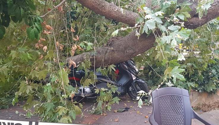 Alanya’da asırlık çınar gövdesinden kırılıp yola devrildi
