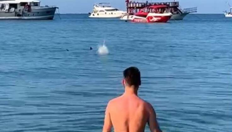 Mızrak balığını köpekbalığı diye taşladılar