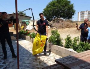 Ormanlar yanınca gölge alan bulamayan yılanlar yerleşim alanına indi