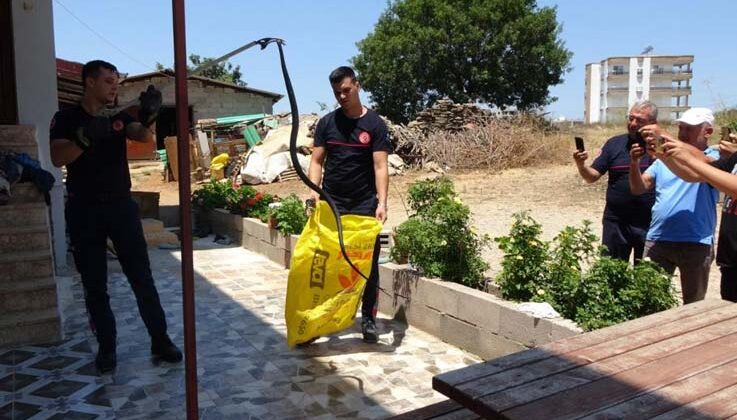 Ormanlar yanınca gölge alan bulamayan yılanlar yerleşim alanına indi