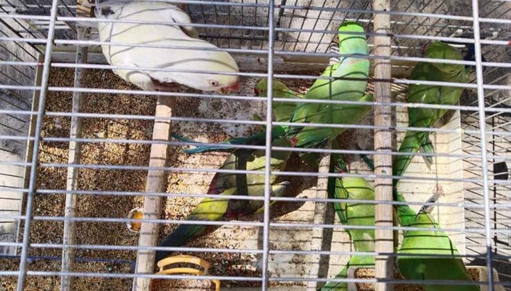 Pazar yerinde satışa çıkarılan 17 adet sultan papağanı ve 7 adet Pakistan papağanına el konuldu