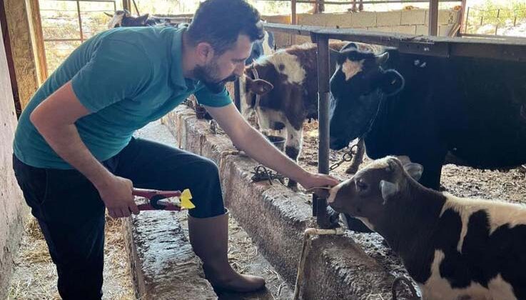 Gazipaşa’da 7 bin hayvan aşılandı