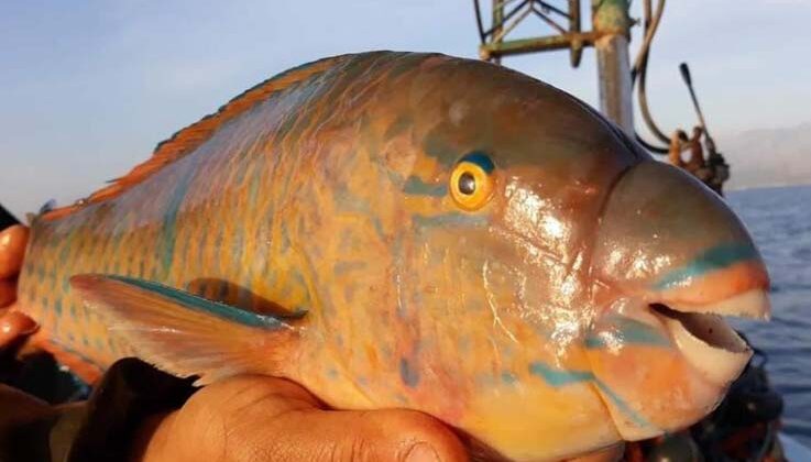 Kızıldeniz’den Akdeniz’e geçen tür sayısı 70 oldu, Karadeniz türleri tehlike altında