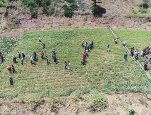 Konyaaltı’nda kekik ve adaçayı hasatı başladı