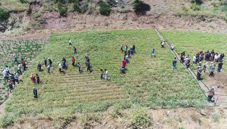 Konyaaltı’nda kekik ve adaçayı hasatı başladı