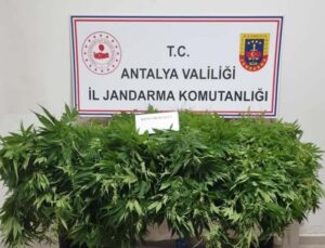 Antalya’da 248 kök kenevir bitkisinin ve 33 gram kubar esrar maddesi ele geçirildi