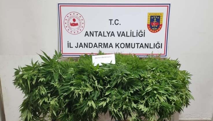Antalya’da 248 kök kenevir bitkisinin ve 33 gram kubar esrar maddesi ele geçirildi