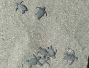 Caretta carettalar yuvalarından çıkıp denizle buluştu