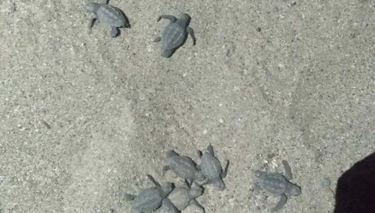 Caretta carettalar yuvalarından çıkıp denizle buluştu