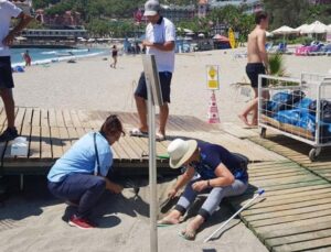 Alanya’da yuvadan çıkamayan caretta carettalar için seferberlik