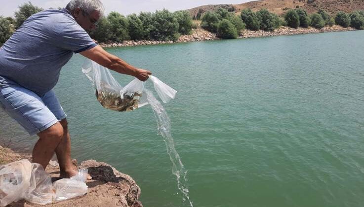 Korkuteli göletlerine 83 bin adet sazan yavrusu bırakıldı