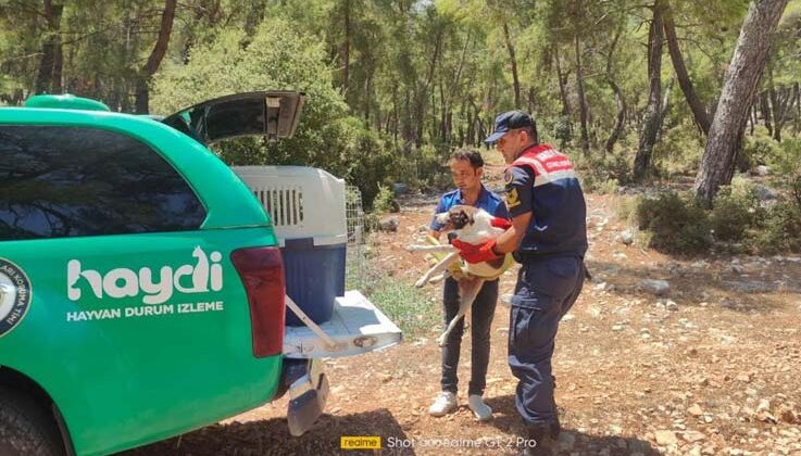 Yaralı köpeğe jandarmadan yardım eli