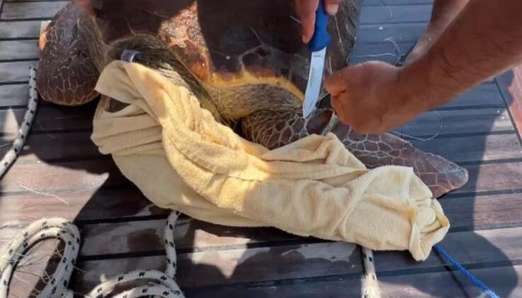 Misina ve kanca takılı caretta carettayı tur teknesi kaptanı denize atlayarak kurtardı