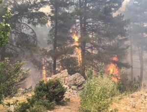 Antalya’da orman yangını devam ediyor