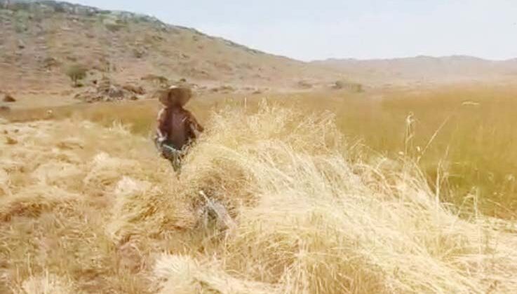 Yaylalarda hububat hasadı başladı
