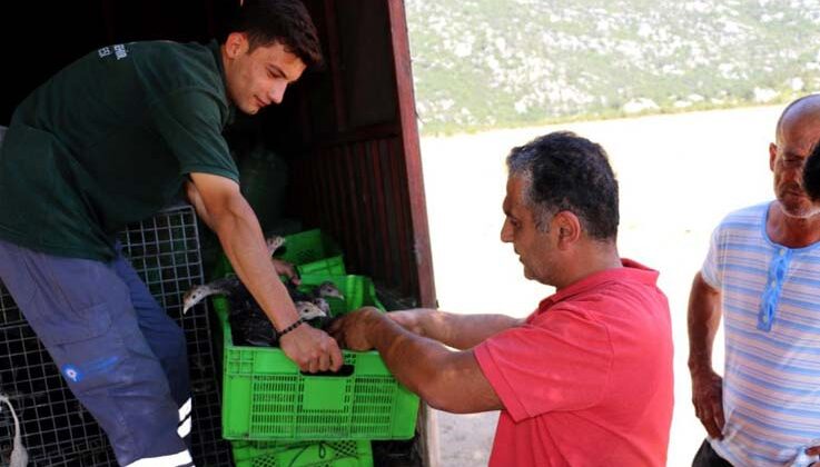 Büyükşehir Belediyesinin, hindi ile çekirge mücadelesi bu yıl da sürüyor