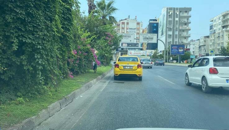 Kara yoluna çıkan köpek trafiği birbirine kattı, sürücüleri peşinden koşturdu