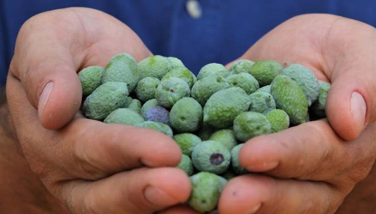 Çöl sıcakları zeytin üretimini vurdu, yüzde 50 kayıp bekleniyor