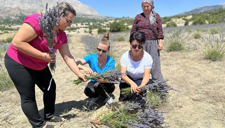 Lavanta hasadı yüzleri güldürdü