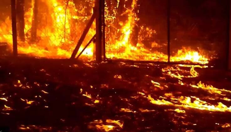 En büyük orman yangınından kaçmışlardı, geri dönüyorlar