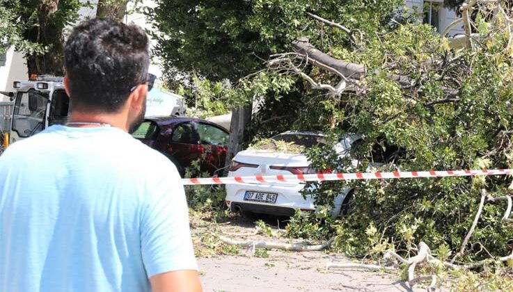 Asırlık çınar ağacının kırılan dalı 5 araçta hasara yol açtı