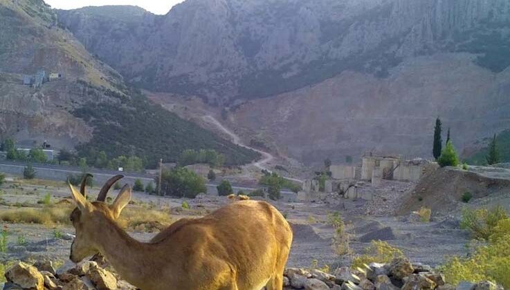 Ormancıların, can suyu havuzları yaban hayatına can oluyor