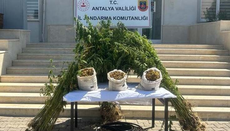 Jandarmadan ormanlık alana uyuşturucu operasyonu