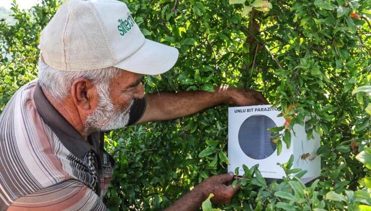 Büyükşehir’in çiftçilere faydalı böcek desteği ara vermedi