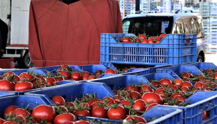Antalya’da domates miktarı azalınca, fiyatı arttı