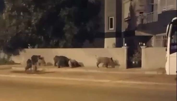 Şehre inip evlerin kapısına dayanan domuz sürüsü, site sakinlerini dışarıda mahsur bıraktı