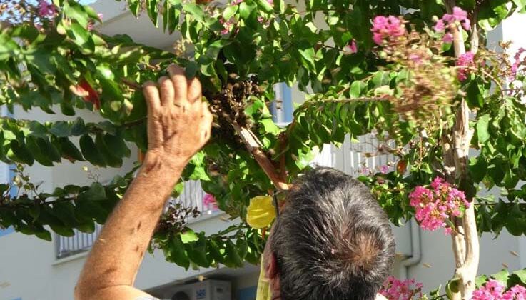 Ağaçta oğul veren bal arılarını elleriyle topladı