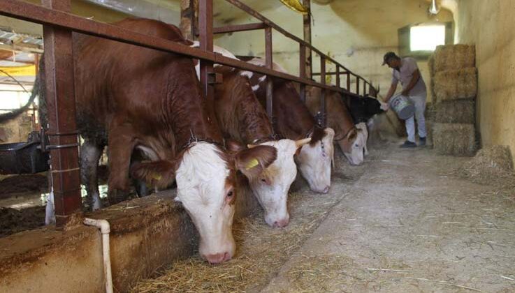 Büyükşehirden besicilere yem ezme makinesi desteği