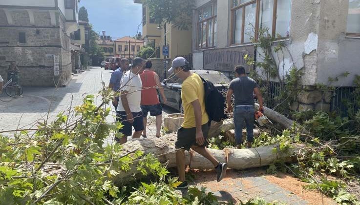 Gövdesi çürüyen asırlık çınar ağacı sokak üzerine devrildi