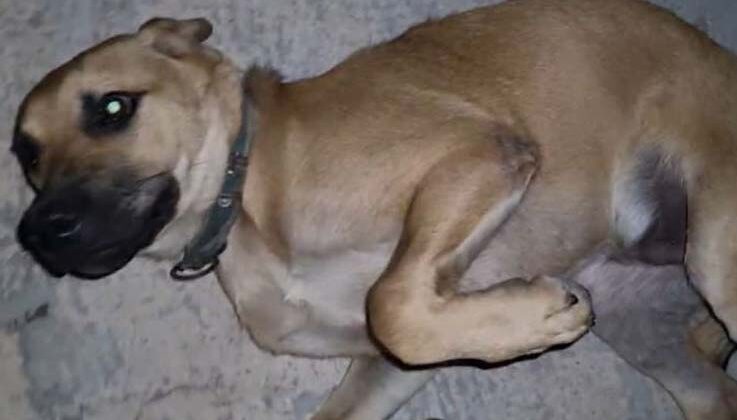 Dışarıda bırakılan balık iğnesi ağzına batan köpek acı içinde kıvrandı
