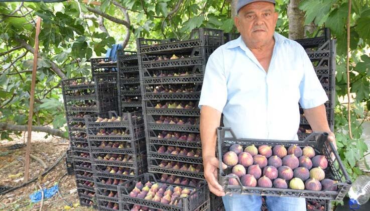 Antalya’da 800 rakımlı köyde incir hasadı başladı