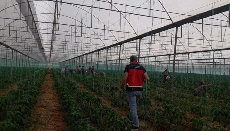 Gazipaşa’da Akdeniz meyve sineği ile mücadele başlatıldı