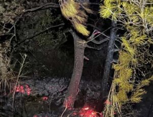 Gazipaşa’da, zamanında müdahale orman yangınını önledi