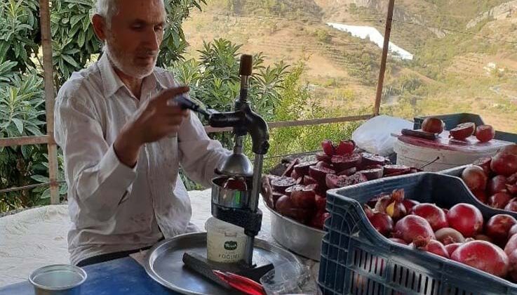 Gazipaşa’da çekirdeksiz ve dikensiz narın hasadında sona gelindi