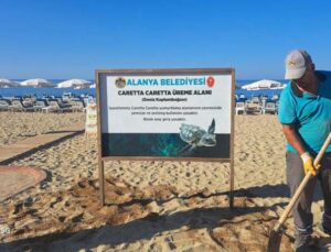 Alanya Belediyesinden caretta carettalara özel çalışma