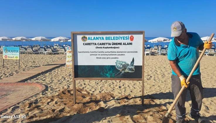 Alanya Belediyesinden caretta carettalara özel çalışma