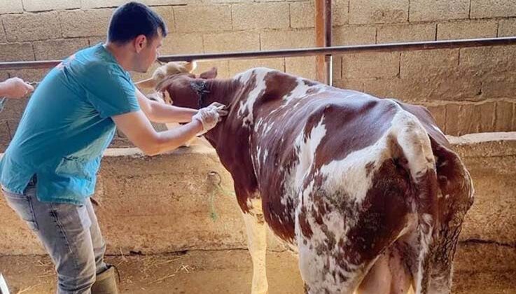 Gazipaşa’da şap aşısı yapılmaya başlandı