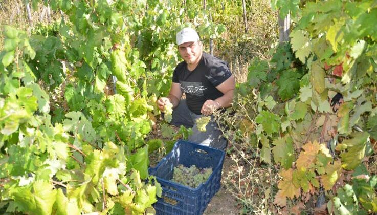 Antalya’da üzüm sepetleri boş kaldı